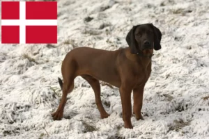 Mehr über den Artikel erfahren Bayerischer Gebirgsschweißhund Züchter und Welpen in Dänemark