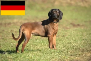 Mehr über den Artikel erfahren Bayerischer Gebirgsschweißhund Züchter und Welpen in Deutschland