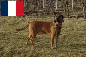 Read more about the article Bayerischer Gebirgsschweißhund Züchter und Welpen in Frankreich