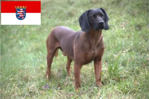 Read more about the article Bayerischer Gebirgsschweißhund Züchter und Welpen in Hessen