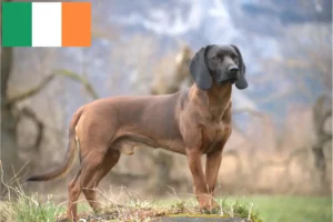 Mehr über den Artikel erfahren Bayerischer Gebirgsschweißhund Züchter und Welpen in Irland