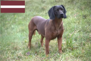Mehr über den Artikel erfahren Bayerischer Gebirgsschweißhund Züchter und Welpen in Lettland