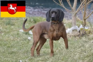 Read more about the article Bayerischer Gebirgsschweißhund Züchter und Welpen in Niedersachsen