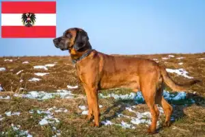 Read more about the article Bayerischer Gebirgsschweißhund Züchter und Welpen in Österreich