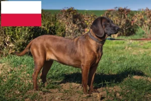 Read more about the article Bayerischer Gebirgsschweißhund Züchter und Welpen in Polen