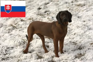 Mehr über den Artikel erfahren Bayerischer Gebirgsschweißhund Züchter und Welpen in der Slowakei