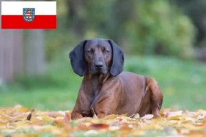 Mehr über den Artikel erfahren Bayerischer Gebirgsschweißhund Züchter und Welpen in Thüringen