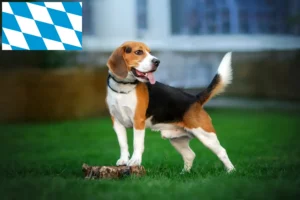 Read more about the article Beagle Züchter und Welpen in Bayern