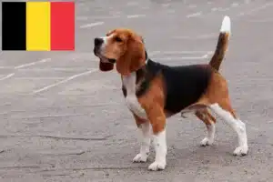 Read more about the article Beagle Züchter und Welpen in Belgien