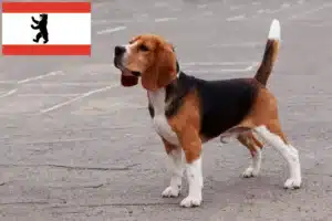 Read more about the article Beagle Züchter und Welpen in Berlin