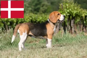 Read more about the article Beagle Züchter und Welpen in Dänemark