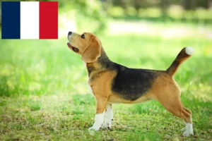 Read more about the article Beagle Züchter und Welpen in Frankreich