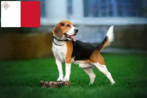 Read more about the article Beagle Züchter und Welpen auf Malta