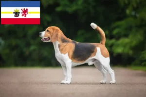 Read more about the article Beagle Züchter und Welpen in Mecklenburg-Vorpommern