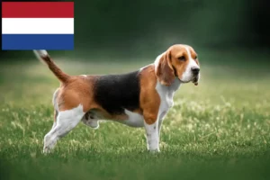 Read more about the article Beagle Züchter und Welpen in den Niederlanden