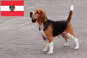 Read more about the article Beagle Züchter und Welpen in Österreich