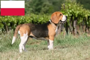 Read more about the article Beagle Züchter und Welpen in Polen