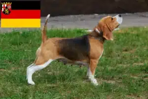 Read more about the article Beagle Züchter und Welpen in Rheinland-Pfalz