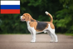 Read more about the article Beagle Züchter und Welpen in Russland