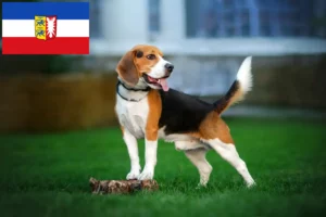 Read more about the article Beagle Züchter und Welpen in Schleswig-Holstein