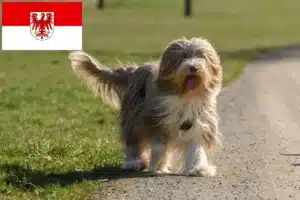 Read more about the article Bearded Collie Züchter und Welpen in Brandenburg