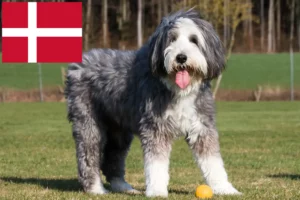 Read more about the article Bearded Collie Züchter und Welpen in Dänemark