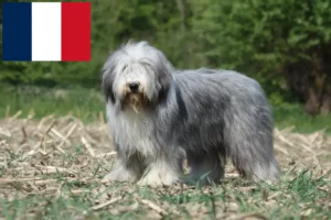 Read more about the article Bearded Collie Züchter und Welpen in Frankreich