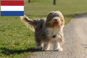 Read more about the article Bearded Collie Züchter und Welpen in den Niederlanden