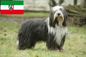 Read more about the article Bearded Collie Züchter und Welpen in Nordrhein-Westfalen