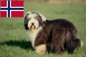 Read more about the article Bearded Collie Züchter und Welpen in Norwegen