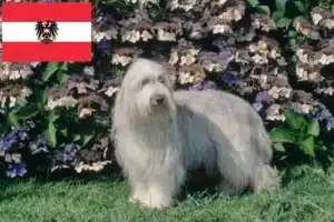 Read more about the article Bearded Collie Züchter und Welpen in Österreich