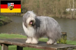 Read more about the article Bearded Collie Züchter und Welpen im Saarland