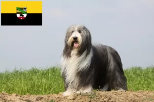 Read more about the article Bearded Collie Züchter und Welpen in Sachsen-Anhalt