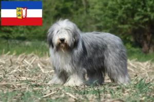 Read more about the article Bearded Collie Züchter und Welpen in Schleswig-Holstein