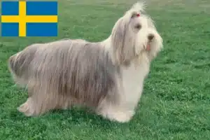 Read more about the article Bearded Collie Züchter und Welpen in Schweden