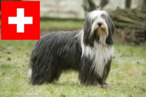 Read more about the article Bearded Collie Züchter und Welpen in der Schweiz