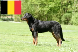 Read more about the article Beauceron Züchter und Welpen in Belgien