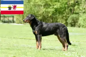 Read more about the article Beauceron Züchter und Welpen in Mecklenburg-Vorpommern