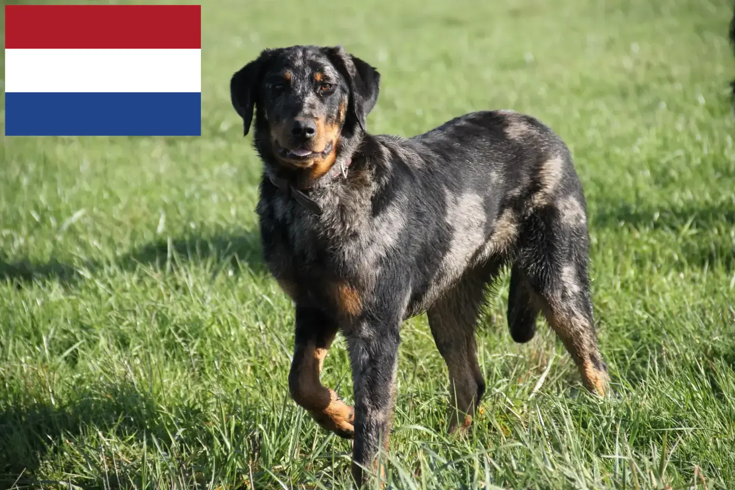Beauceron Welpen und Züchter Niederlande Hier findest Du Beaucerons Züchter in den Niederlanden.