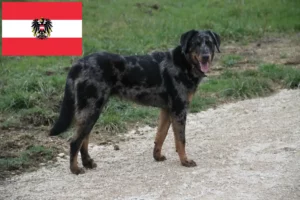 Read more about the article Beauceron Züchter und Welpen in Österreich