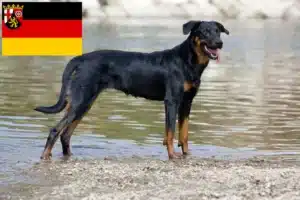 Read more about the article Beauceron Züchter und Welpen in Rheinland-Pfalz