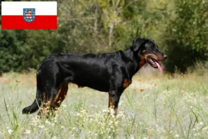 Read more about the article Beauceron Züchter und Welpen in Thüringen