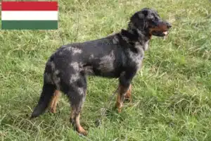 Read more about the article Beauceron Züchter und Welpen in Ungarn