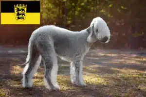 Read more about the article Bedlington Terrier Züchter und Welpen in Baden-Württemberg