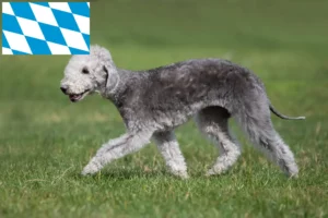 Read more about the article Bedlington Terrier Züchter und Welpen in Bayern