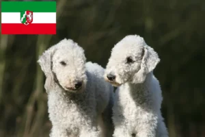 Read more about the article Bedlington Terrier Züchter und Welpen in Nordrhein-Westfalen