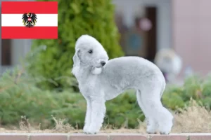 Read more about the article Bedlington Terrier Züchter und Welpen in Österreich