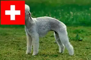 Read more about the article Bedlington Terrier Züchter und Welpen in der Schweiz