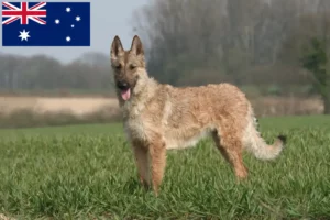 Read more about the article Belgischer Schäferhund Züchter und Welpen in Australien