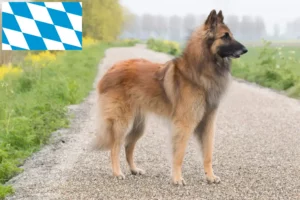 Mehr über den Artikel erfahren Belgischer Schäferhund Züchter und Welpen in Bayern